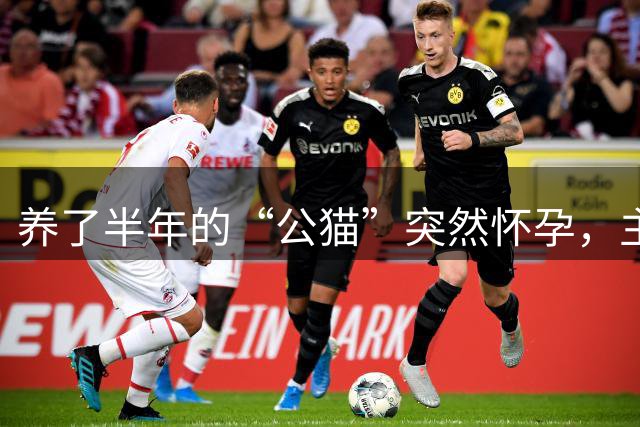 养了半年的“公猫”突然怀孕，主人懵了：得改法律文件了